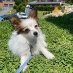 Un Cavalon allongé sur une surface herbacée et qui est tenu en laisse 