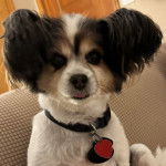 Un Cavalon assis sur un canapé et portant un collier autour du cou