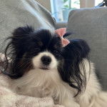 Un Cavalon allongé sur un canapé et regardant vers la caméra 