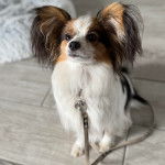 Un Cavalon assis sur un sol carrelé et qui est tenu en laisse 