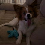 Un Cavalon allongé sur un canapé et ayant la langue pendante 