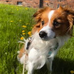 Un Cavalon assis sur une surface herbacée et qui est tenu en laisse 