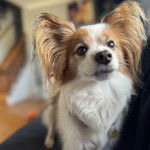 Un Cavalon sur un canapé et portant un collier autour du cou