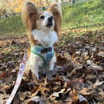 Un Cavalon assis sur un sol jonchés de feuilles mortes et qui est tenu en laisse 