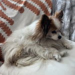 Un Cavalon assis sur un canapé et semblant détendu 