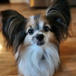 Un Cavalon sur un plancher et regardant vers le haut 