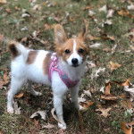 Un Cavalon sur une surface herbacée et portant un harnais 