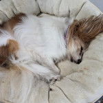 Un Cavalon allongé dans un panier et semblant dormir