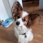 Un Cavalon assis sur un plancher et portant un collier autour du cou