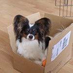 Un Cavalon allongé dans un carton et regardant vers la caméra 