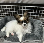 Un Cavalon allongé dans un panier et regardant vers la caméra 