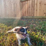 Un Cavalon allongé sur une surface herbacée et tenant un bâton dans sa gueule 