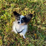 Un Cavalon assis sur une surface herbacée et portant un harnais 