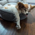 Un Cavalon allongé dans un panier et semblant dormir 