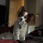 Un Cavalon assis sur un canapé et portant un collier autour du cou