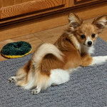 Un Cavalon allongé sur un tapis et regardant vers la caméra 