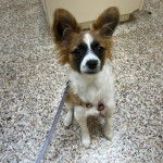 Un Cavalon assis sur une moquette et qui est tenu en laisse 