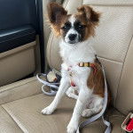 Un Cavalon assis sur le siège d'une voiture et qui est tenu en laisse 