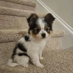 Un Cavalon assis sur une marche d'escalier et regardant vers la caméra 