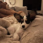 Un Cavalon allongé sur un lit et regardant vers la caméra 