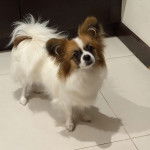 Un Cavalon sur un sol carrelé et regardant la caméra 