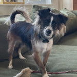 Un Cavalon sur un canapé et portant un collier autour du cou