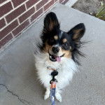 Un Cavalon assis sur une surface bétonnée et qui est tenu en laisse 