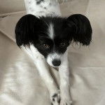 Un Cavalon s'étirant sur un lit et regardant vers la caméra 