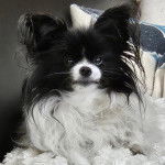 Un Cavalon assis sur un canapé et regardant vers la caméra 