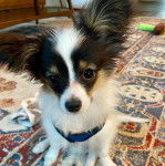 Un Cavalon assis sur un tapis et portant un harnais 