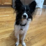 Un Cavalon sur un plancher et portant un collier autour du cou