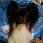 Un Cavalon allongé et tirant la langue 