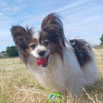 Un Cavalon sur un terrain herbeux et tirant la langue