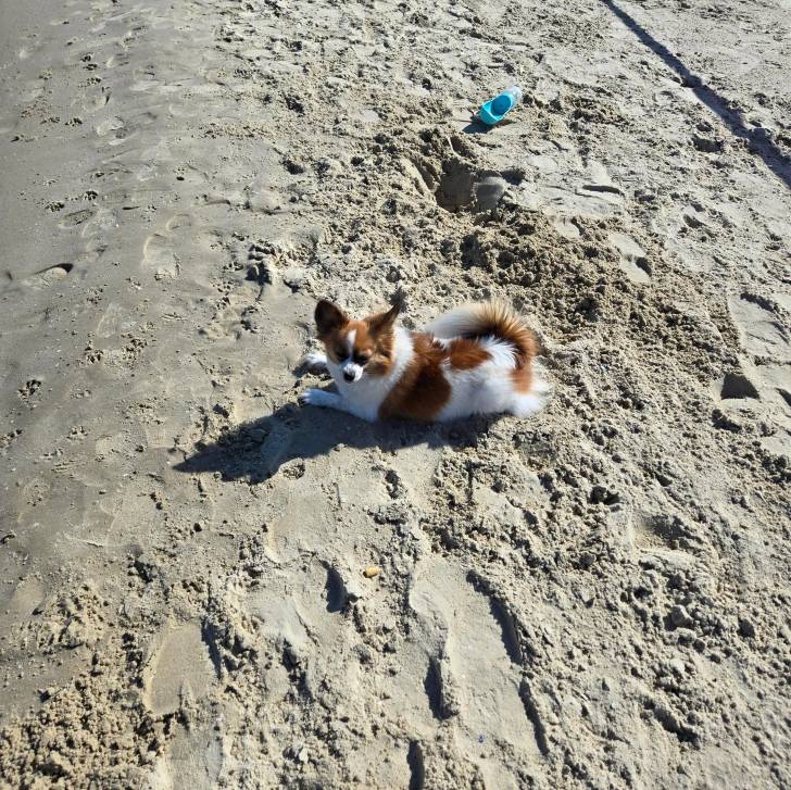Un Cavalon allongé sur une surface sableuse et semblant détendu 