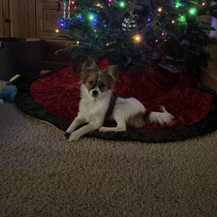 Un Cavalon allongé devant un sapin Noël