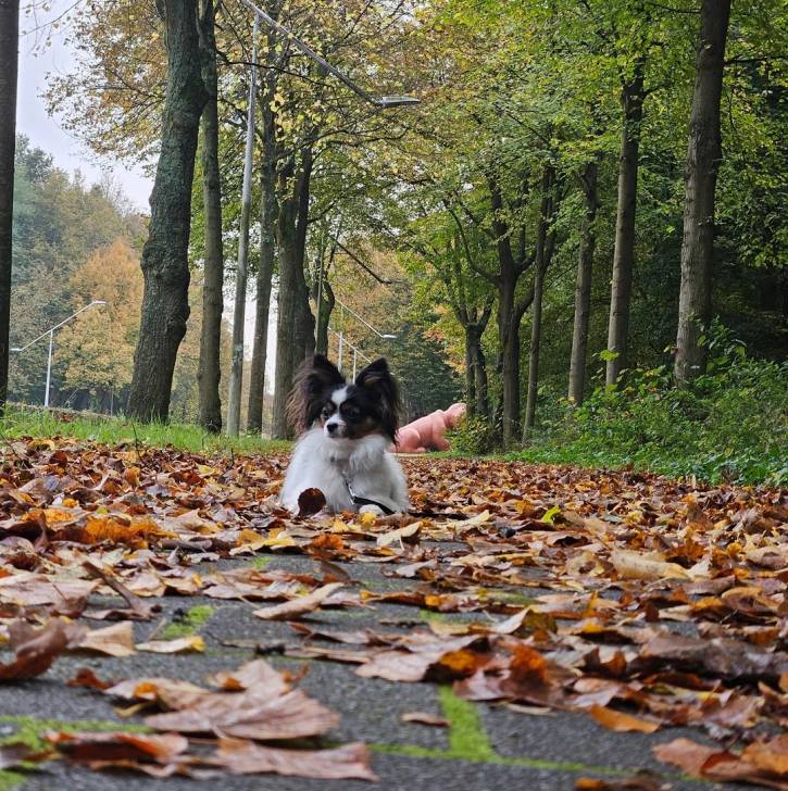 Un Cavalon allongé sur un sol jonchés de feuilles mortes et qui est tenu en laisse