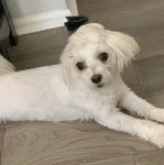 Un Cav-A-Malt allongé sur un plancher et semblant détendu