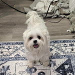 Un Cav-A-Malt sur un tapis et tirant la langue 