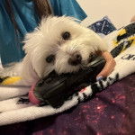 Un Cav-A-Malt allongé et regardant vers la caméra 