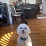 Un Cav-A-Malt sur un plancher et portant un collier autour du cou