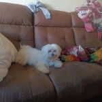 Un Cav-A-Malt allongé sur un canapé et regardant vers la caméra