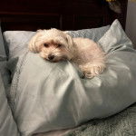 Un Cav-A-Malt allongé sur un coussin et regardant la caméra