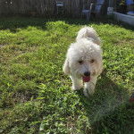 Un Cav-A-Malt marchant sur un terrain herbeux et tirant la langue 