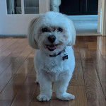 Un Cav-A-Malt sur un plancher et portant un collier autour du cou