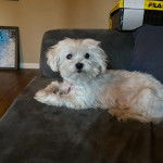 Un Cav-A-Malt allongé sur un canapé et portant un collier autour du cou