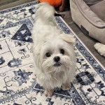 Un Cav-A-Malt sur un tapis et regardant vers la caméra 