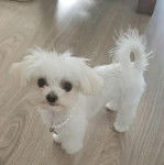 Un Cav-A-Malt sur un plancher et portant un collier autour du cou