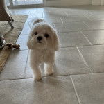 Un Cav-A-Malt marchant sur un sol carrelé