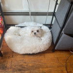 Un Cav-A-Malt allongé dans un panier et semblant détendu