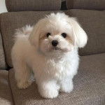 Un Cav-A-Malt sur un canapé et semblant détendu 